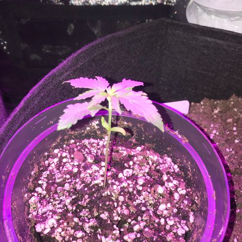 Mac growlog photo: Mac is doing great in his new small pot!