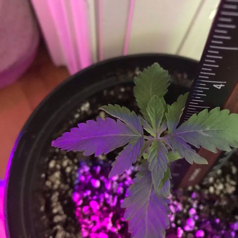 Mac growlog photo: Mac is doing great in his new small pot!