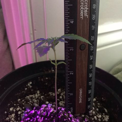 Mac growlog photo: Mac is doing great in his new small pot!
