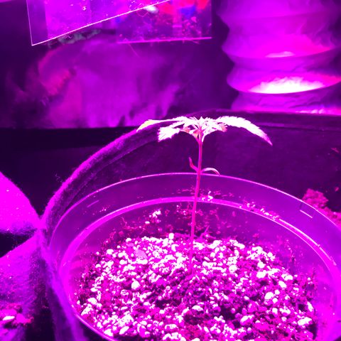Mac growlog photo: Mac is doing great in his new small pot!
