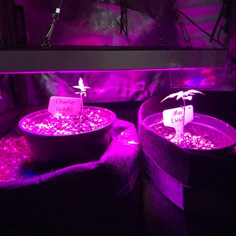 Mac growlog photo: The fam 