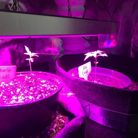Mac growlog photo: The fam 