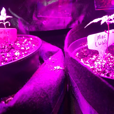 Mac growlog photo: The fam 