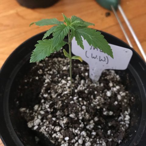 Mac growlog photo: Mac’s seed leaves? are yellowing. Not sure what this means