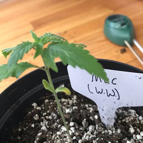 Mac growlog photo: Mac’s seed leaves? are yellowing. Not sure what this means