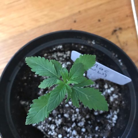 Mac growlog photo: Mac’s seed leaves? are yellowing. Not sure what this means