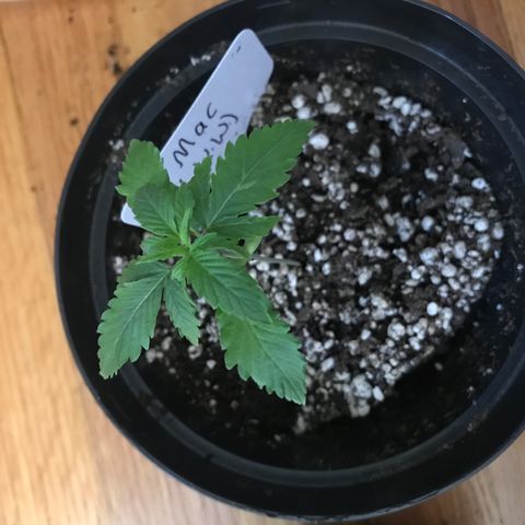 Mac growlog photo: Mac’s seed leaves? are yellowing. Not sure what this means