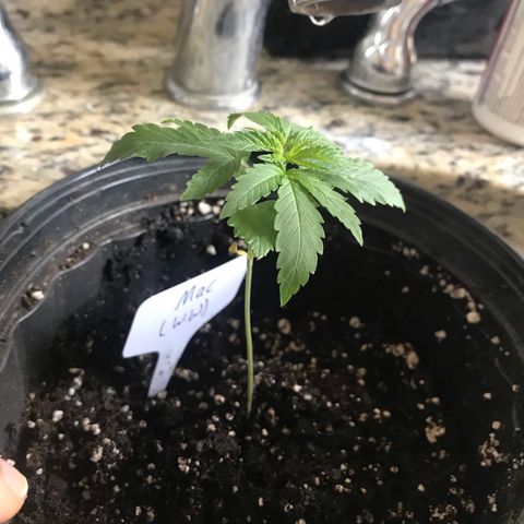 Mac growlog photo: Mac has been re-potted into a slightly larger pot. He will be ready for LST soon!