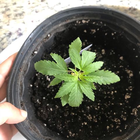 Mac growlog photo: Mac has been re-potted into a slightly larger pot. He will be ready for LST soon!