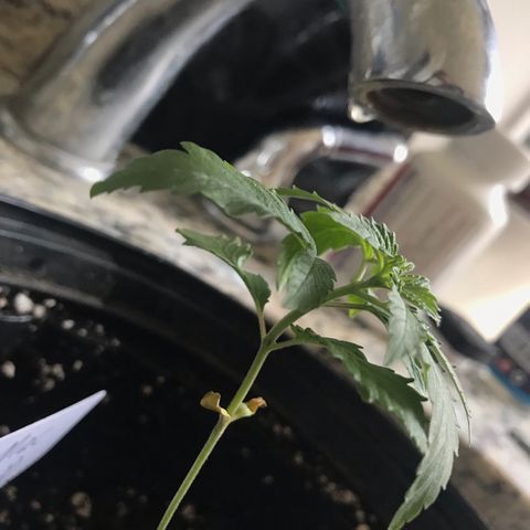 Mac growlog photo: Mac has been re-potted into a slightly larger pot. He will be ready for LST soon!