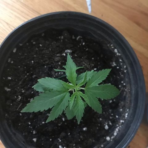 Mac growlog photo: Started LST! Not sure what I’m doing.
