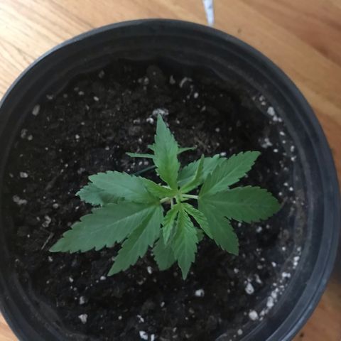 Mac growlog photo: Started LST! Not sure what I’m doing.