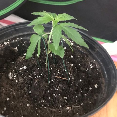 Mac growlog photo: Started LST! Not sure what I’m doing.