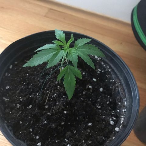 Mac growlog photo: Started LST! Not sure what I’m doing.