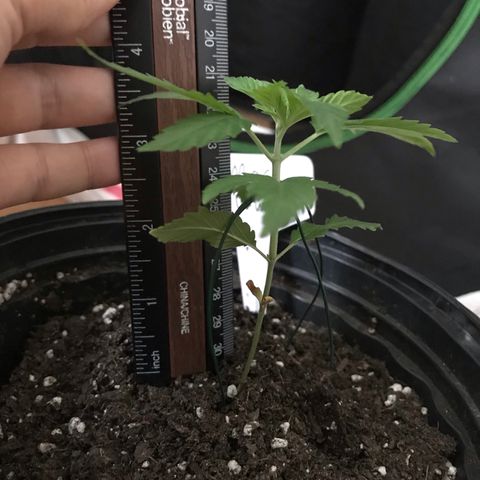 Mac growlog photo: Mac is looking good! Day 2 of LST. Will top him next week when he has more nodes.
