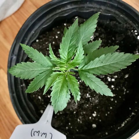 Mac growlog photo: Mac is looking good! Day 2 of LST. Will top him next week when he has more nodes.