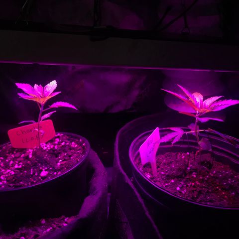Mac growlog timeline photo