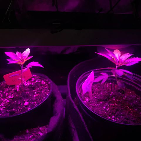 Mac growlog timeline photo