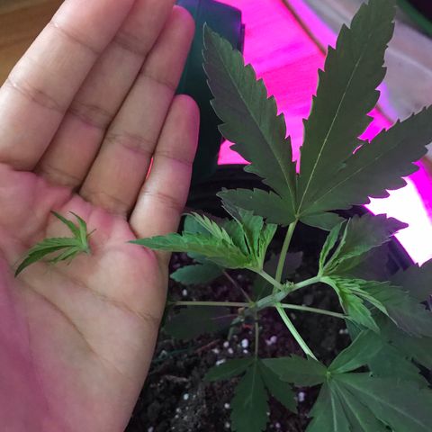 Mac growlog photo: Mac is doing fantastic!!! He’s been topped today as well. 