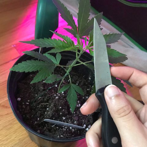 Mac growlog photo: Mac is doing fantastic!!! He’s been topped today as well. 