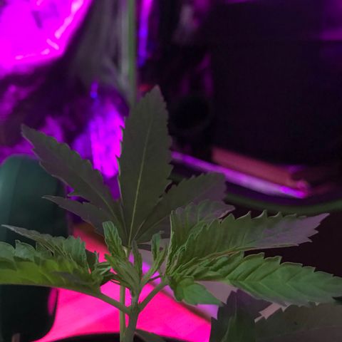Mac growlog photo: Mac is doing fantastic!!! He’s been topped today as well. 