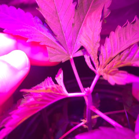 Mac growlog photo: Mac is doing fantastic!!! He’s been topped today as well. 