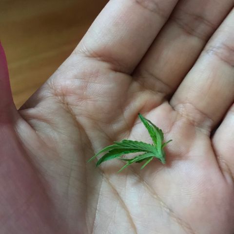 Mac growlog photo: Mac is doing fantastic!!! He’s been topped today as well. 