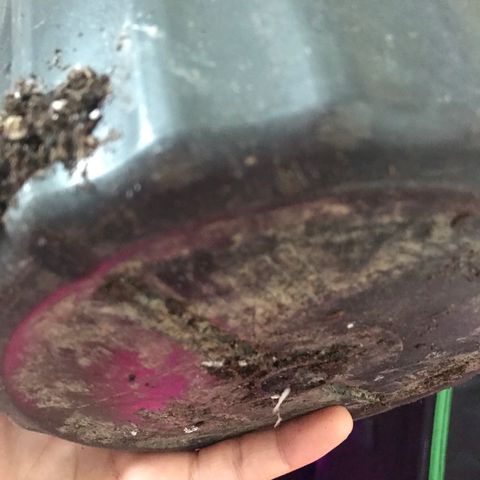 Mac growlog photo: Mac is doing fantastic!!! He’s been topped today as well. 