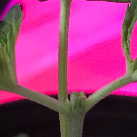 Mac growlog photo: Mac is doing fantastic!!! He’s been topped today as well. 