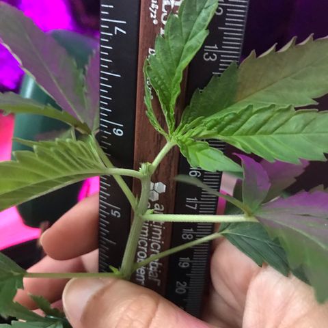 Mac growlog photo: Mac is doing fantastic!!! He’s been topped today as well. 
