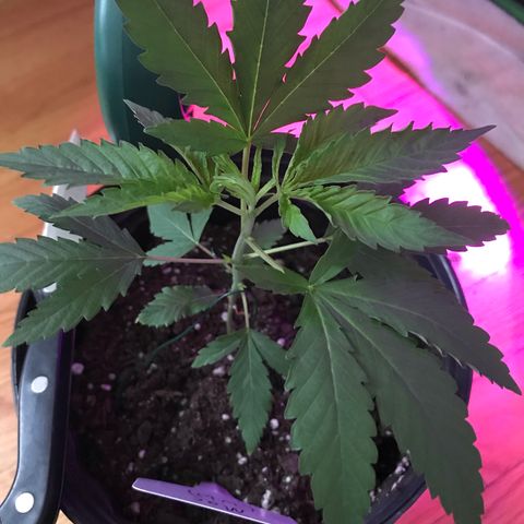 Mac growlog photo: Mac is doing fantastic!!! He’s been topped today as well. 