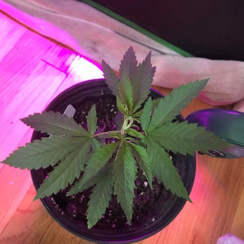 Mac growlog timeline photo