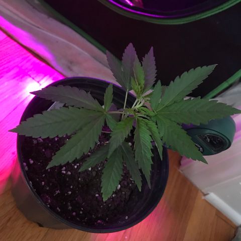 Mac growlog timeline photo