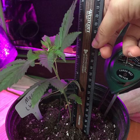 Mac growlog timeline photo