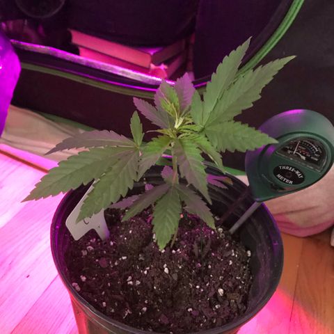 Mac growlog timeline photo
