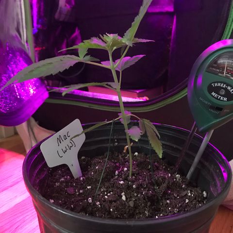 Mac growlog timeline photo