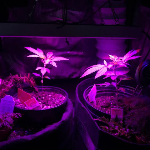 Mac growlog timeline photo