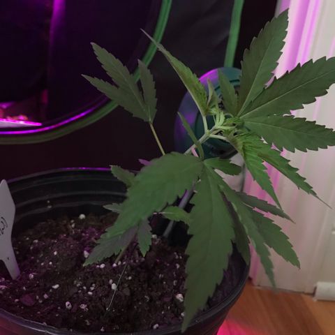 Mac growlog timeline photo