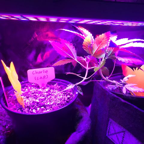 Mac growlog timeline photo