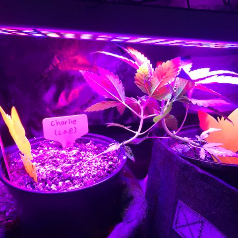 Mac growlog timeline photo