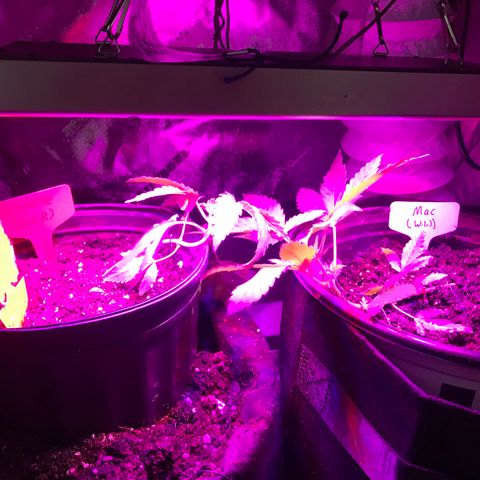 Mac growlog timeline photo
