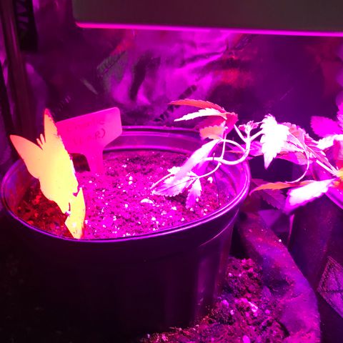 Mac growlog timeline photo