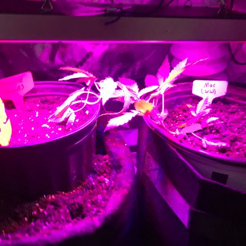 Mac growlog timeline photo