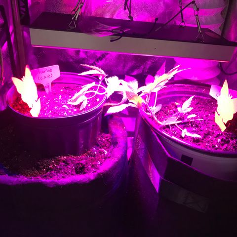 Mac growlog timeline photo