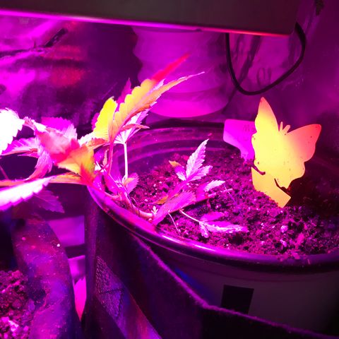 Mac growlog timeline photo
