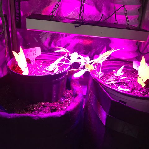 Mac growlog timeline photo
