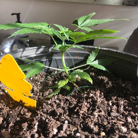 Mac growlog timeline photo