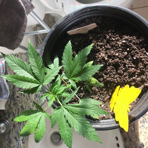 Mac growlog timeline photo