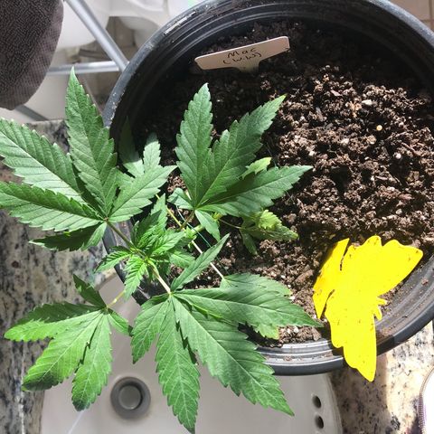 Mac growlog timeline photo