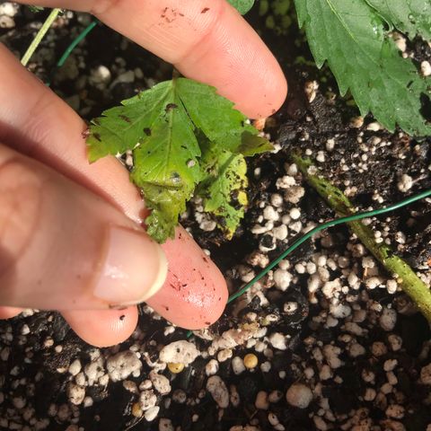 Mac growlog photo: Mac is showing signs of nutrient burn :( his soil has been flushed heavily and the burned tips of the plant have been removed.